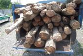 کشف و ضبط 20 تن چوب قاچاق