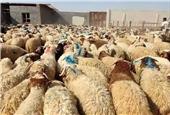 افزایش 37 درصدی قیمت دام در آستانه عید قربان/ نرخ هر کیلوگرم دام زنده 310 هزار تومان شد