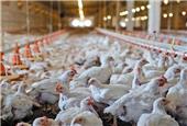 کمبود نهاده‌ها، تولید مرغ را تهدید می‌کند