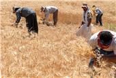پرداخت 30.8 همت دیگر به گندم‌کاران/ مجموع مطالبات پرداخت‌شده به 93.1 همت رسید