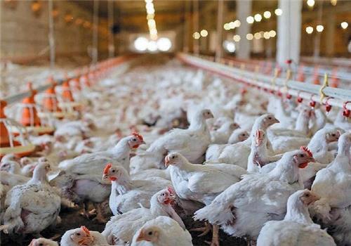 کمبود نهاده‌ها، تولید مرغ را تهدید می‌کند
