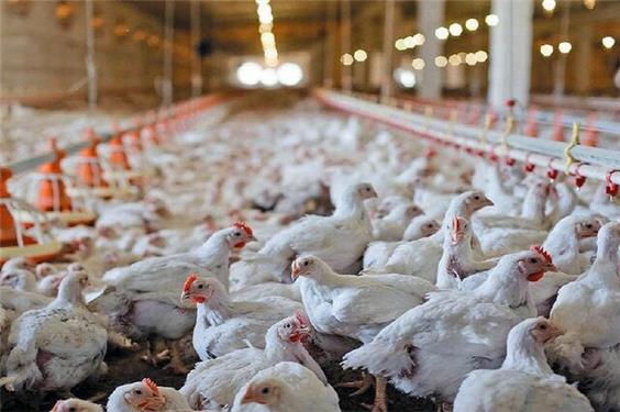 کمبود نهاده‌ها، تولید مرغ را تهدید می‌کند