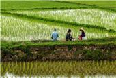 شالی کاران از افزایش قیمت برنج سودی نمی‌ برند