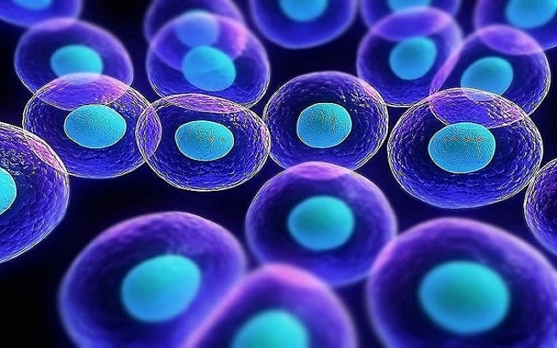 چگونه سلول‌های بنیادی در درمان سرطان ایفای نقش می‌کند